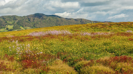 View of a colorful variety of wildflowers, in a field on a high mountain of the eastern Andes of central Colombia, near the town of Cucaita.