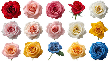 Realistic Roses Collection – Transparent Background