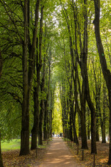 Fototapeta premium Straight park alley with tall deciduous trees and green foliage forming tunnel over footpath. Early autumn scene in city park.
