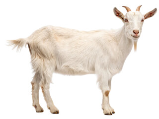Fototapeta premium White goat standing isolated on transparent background with small horns