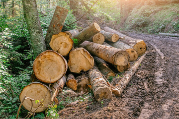 Logs of various sizes piling up next to a muddy forest road, showing deforestation and logging industry impact