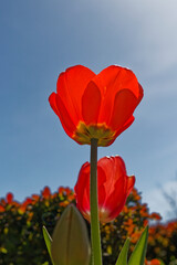 Red Tulip with Blurred Flower Bed and Sky Background