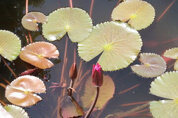 lotus flower plant with leaf