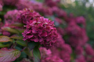 Magnifiques boules d'hortensias en automne