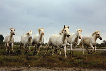 Obraz premium White horses running