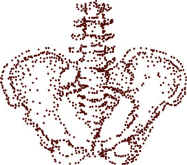 Pelvic bone and spine dot-style illustration