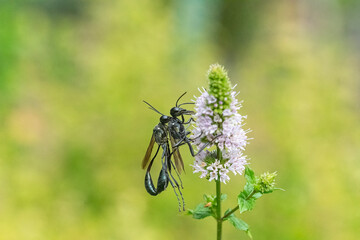Gold Mark Thread Waisted Wasps Mating