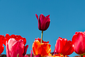 Dark Red Tulip Rising above Other Red Tulips against Blue Sky