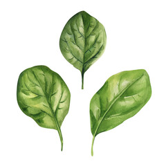 Green spinach leaves watercolor painting fresh herbal foliage illustration organic natural plant element kitchen art isolated