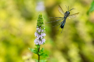 Two Gold Mark Thread Waisted Wasps in Flight Mating