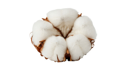 Cotton flower isolated on transparent background, natural fiber boll for textile industry and soft material concept, PNG