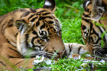 Portrait of Sumatran tigers in the jungle