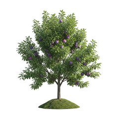 Plum tree laden with ripe fruit isolated on transparent background