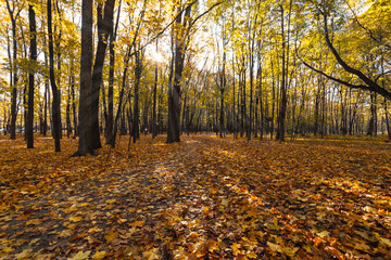 Obraz premium Autumn leaves covering the ground in the autumn forest