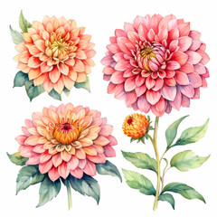 set of dahlia flowers