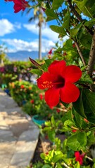 Red Hibiscus in Garden