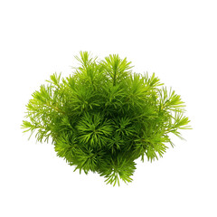 Small green asparagus fern plant isolated on transparent background