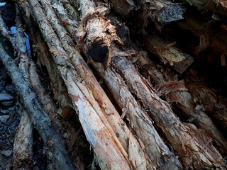 pile of trees. texture of galam bark. galam tree