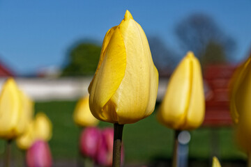 Close-Up of Yellow Tulips in Bloom