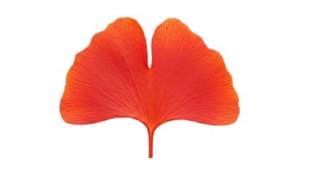 Vibrant orange Ginkgo biloba leaf isolated, autumn foliage in PNG format for graphic design and botanical projects