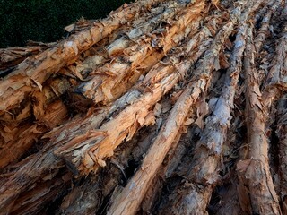 pile of trees. texture of galam bark. galam tree