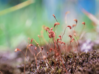 Moss calyptras growing in the soil of a garden, in the eastern Andean mountains of central Colombia, near the Iguaque natural reserve.