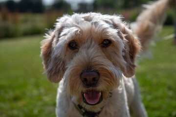 Dog waiting for ball throw