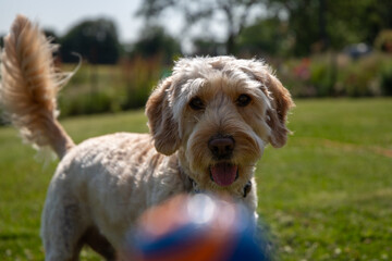 Dog waiting for ball throw