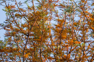 Fototapeta premium Silky oak tree with orange bloom