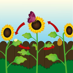 life cycle of butterfly with sunflower illustration vector