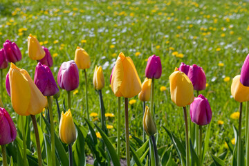 Tulips with Leaves against Meadow of Daisies and Dandelions