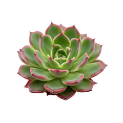 Fototapeta premium Green succulent plant with pinktipped leaves, isolated on transparent background
