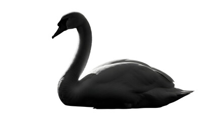 Elegant black swan silhouette isolated on a plain white background.