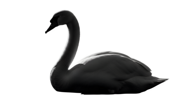 Elegant black swan silhouette isolated on a plain white background.