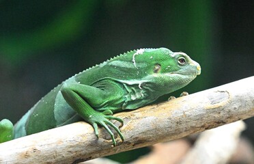 beautiful game animals