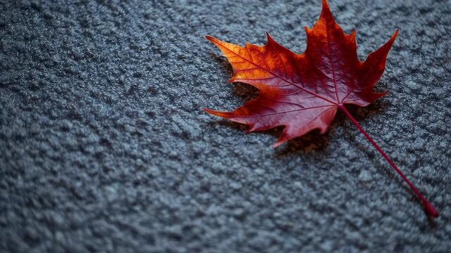 Vibrant red maple leaf gently swaying on rustic carpet surface in natural light