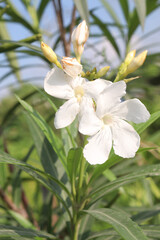 Nerium oleander Alsace flower plant on farm