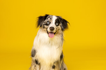 Smiling Australian Shepherd