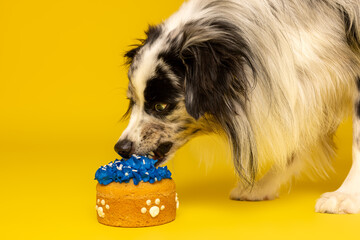 Dog Eating Birthday Cake