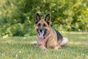 Belgian Malinois Resting on Grass