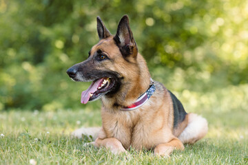 Belgian Malinois Relaxing Outdoors