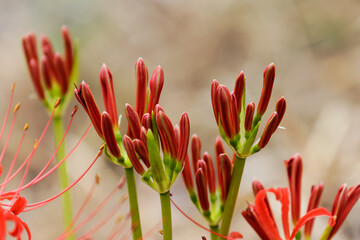 ヒガンバナの蕾