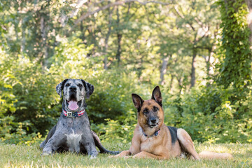 Great Dane and German Shepherd Outdoors