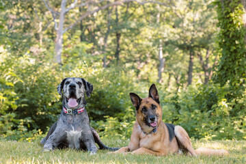 Great Dane and German Shepherd Lying on Grass