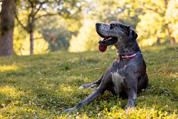 Great Dane Relaxing on Grass