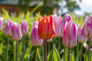 Fototapeta premium Red Tulip among Pink Tulips with Blurred Grass Background