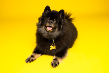 Obraz premium Black Pomeranian on Yellow Studio Floor