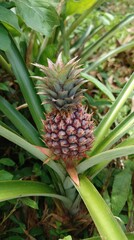 Fototapeta premium Immature pineapple fruit, green leaves, tropical plant, outdoor shot