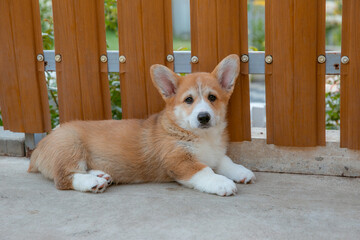 cute puppy walking in an enclosure, in a dog house