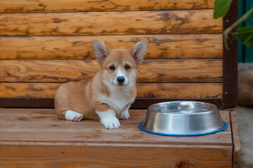 cute sad Welsh Corgi puppy lying near the bowl, looking sadly at the camera, waiting, refusing to eat